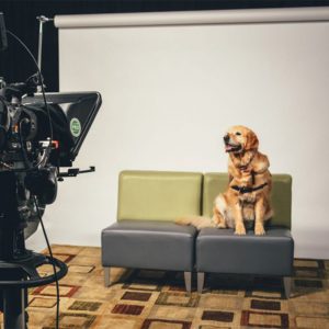 B.A.R.K. virtual canine study seeks participants